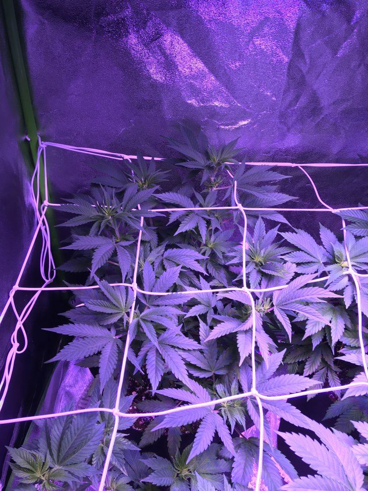 Is it time to flower 3