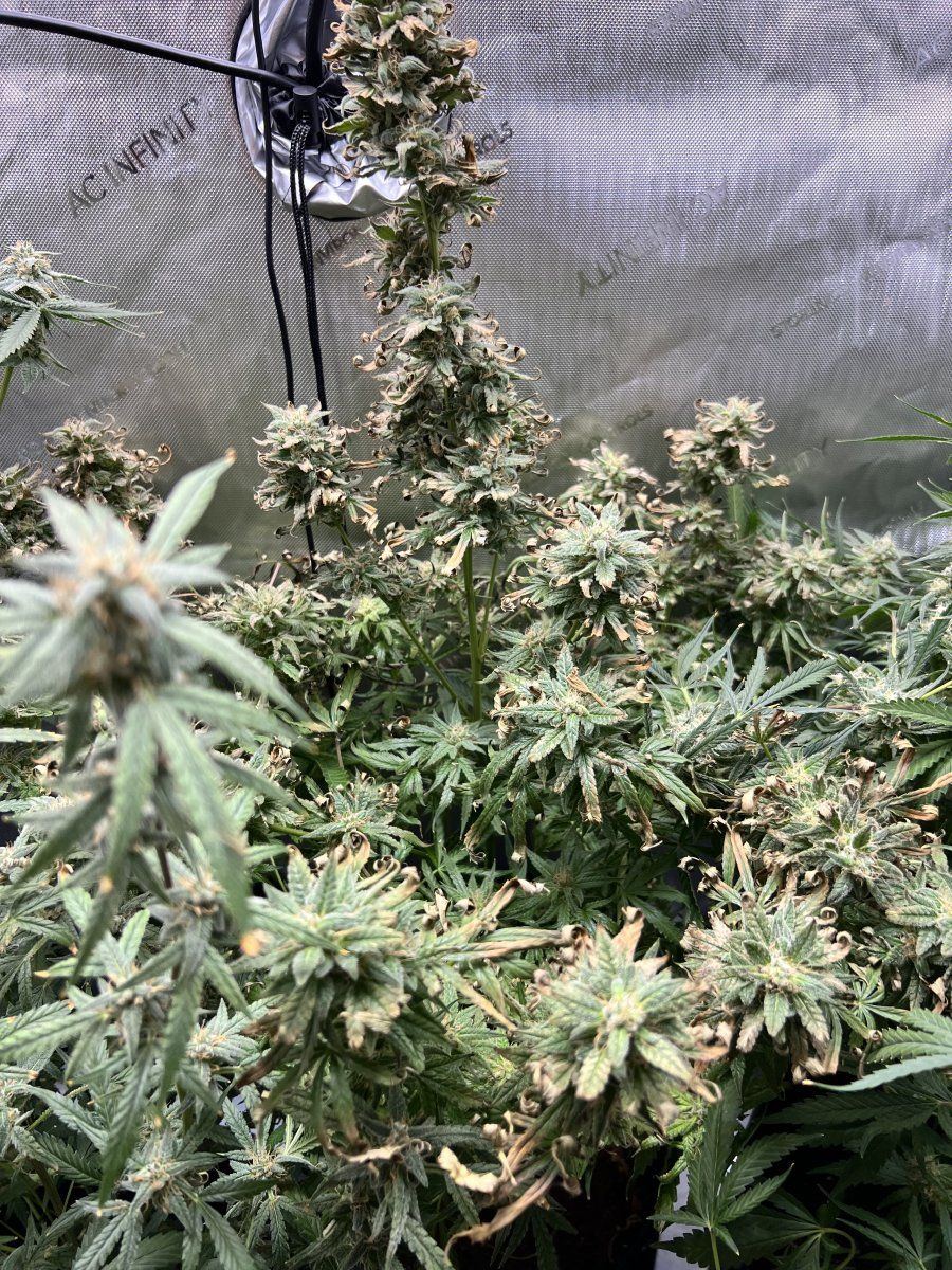 Is it time to harvest 2