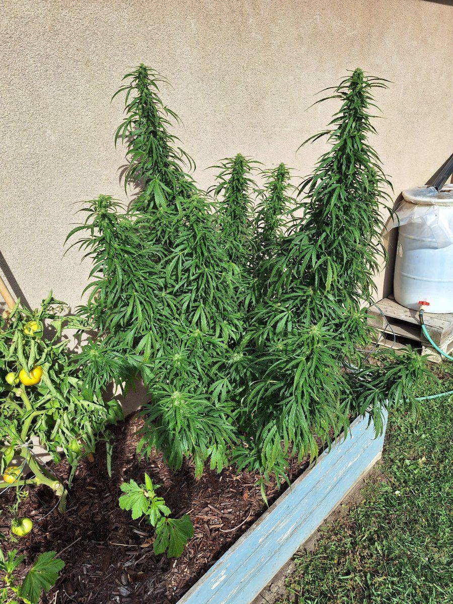 Is it time to harvest 2