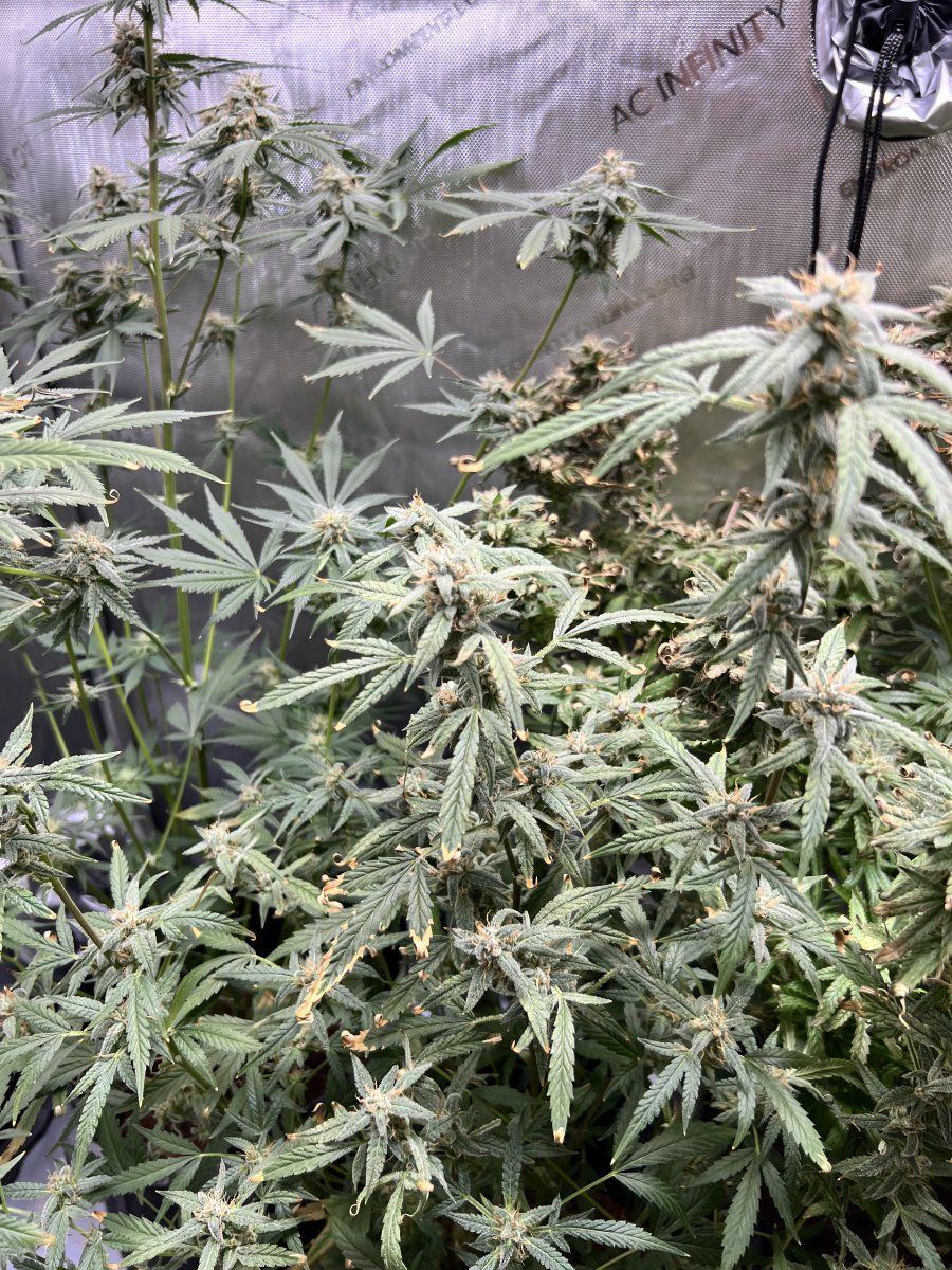 Is it time to harvest 3
