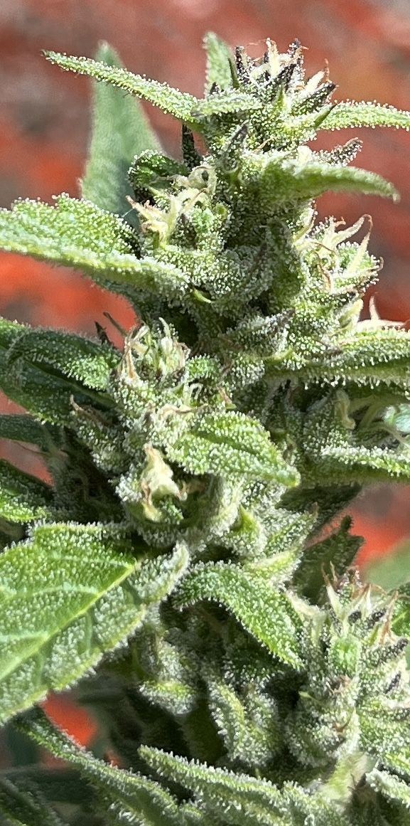 Is it time to harvest 3