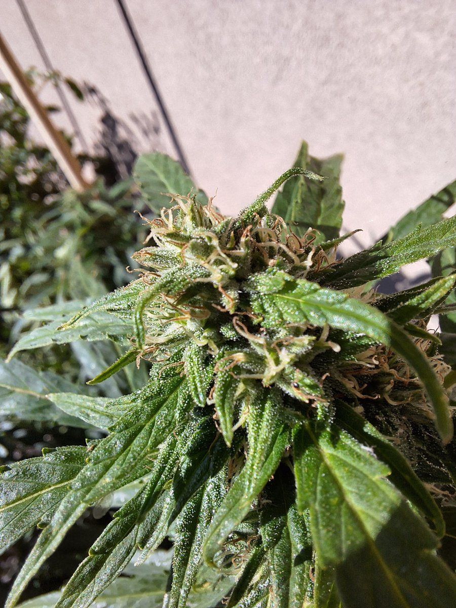 Is it time to harvest 7