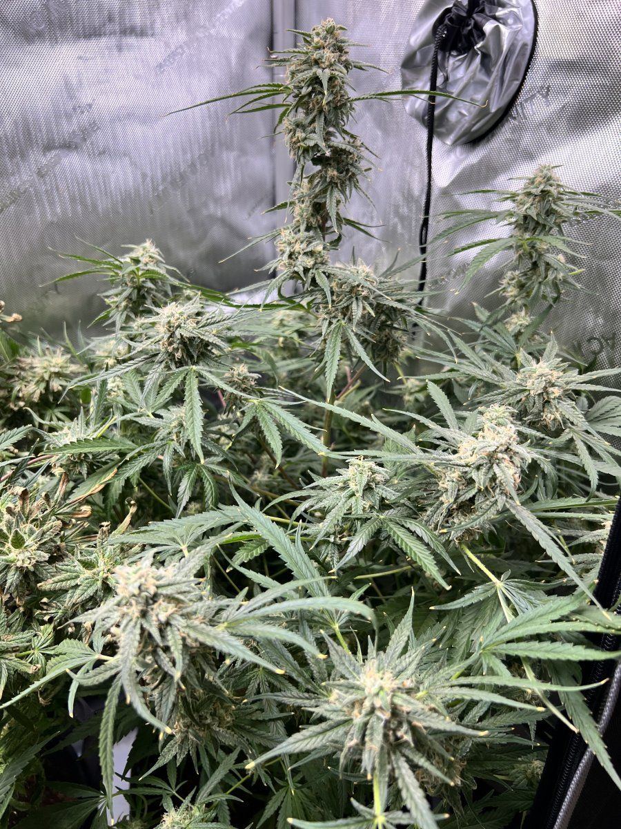 Is it time to harvest