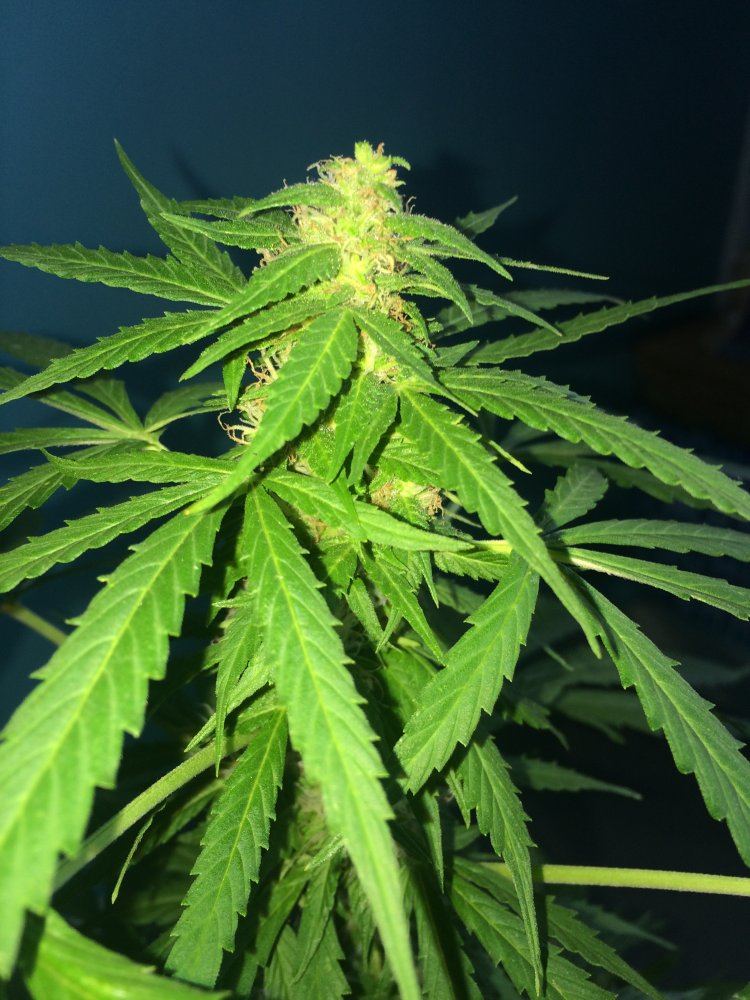 Is it time to harvest my autoflowers northern lights 2