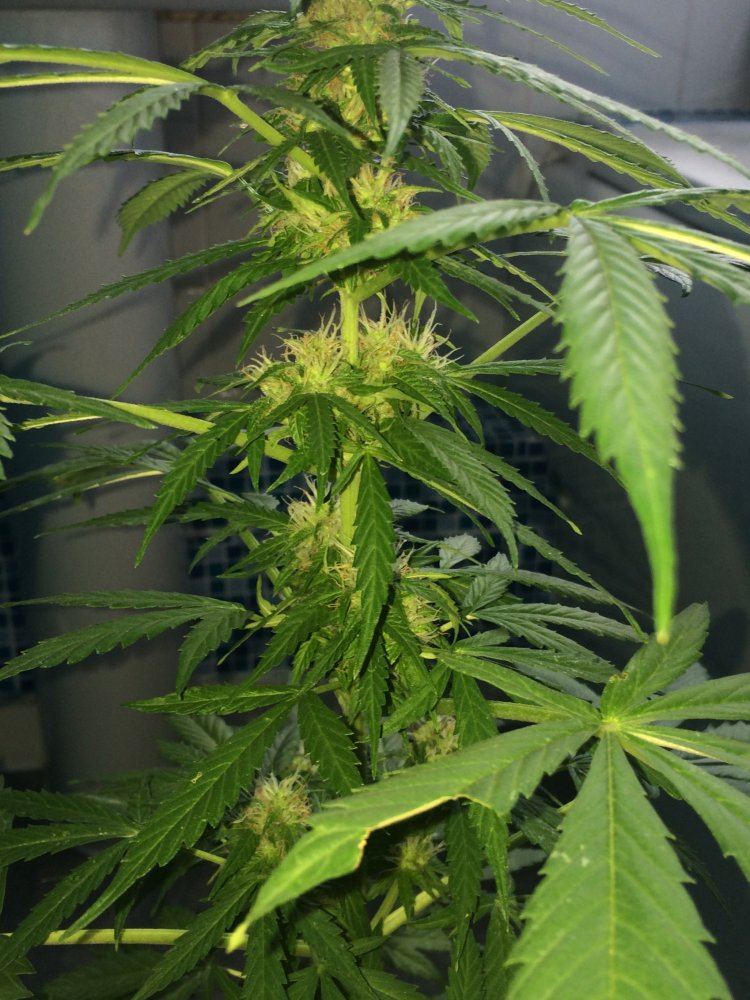 Is it time to harvest my autoflowers northern lights 3