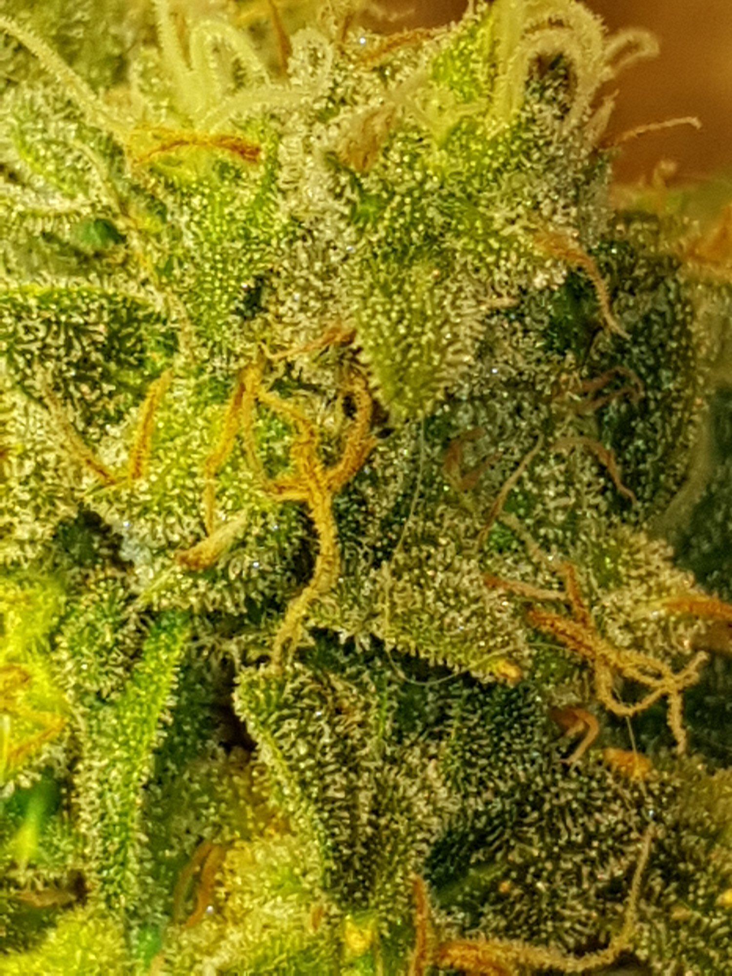 Is it time to harvest pic included 2