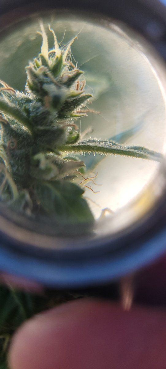 Is it time to harvest pics