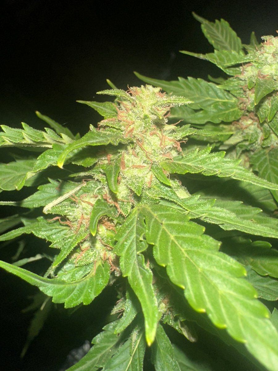 Is it time to harvest please help 3