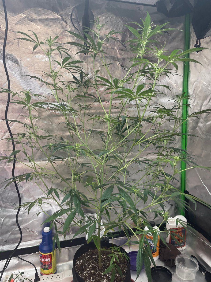 Is it too early to do a day defoliation 3