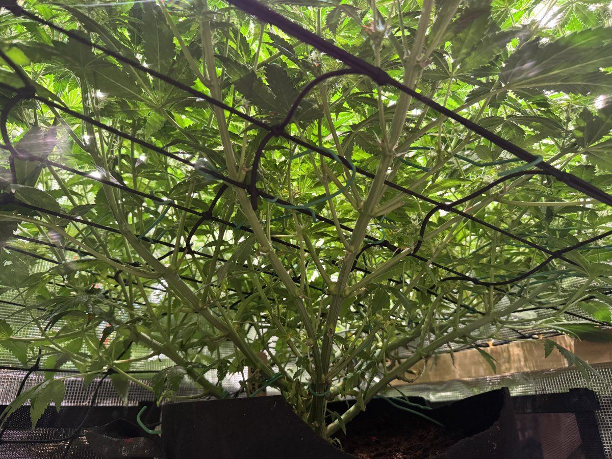Is it too late to defoliate 4