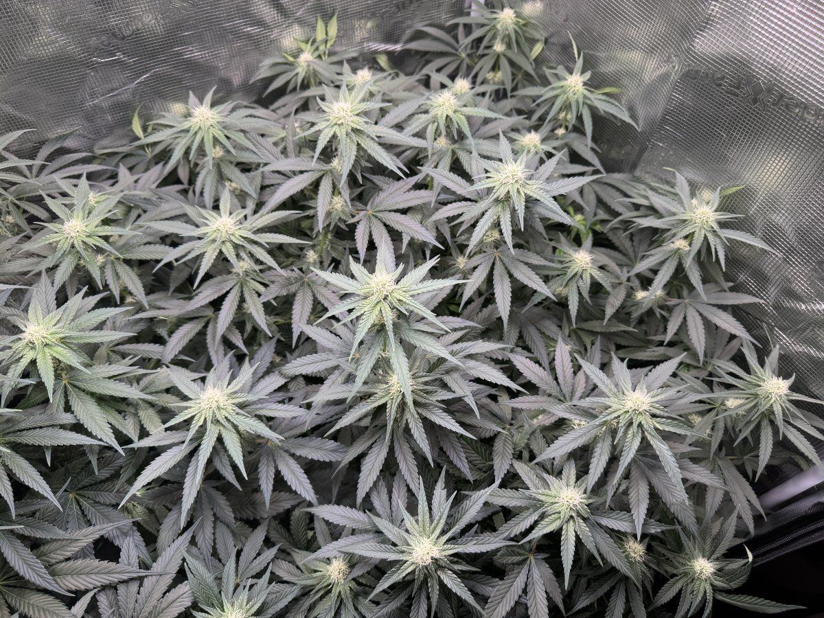 Is it too late to defoliate 6