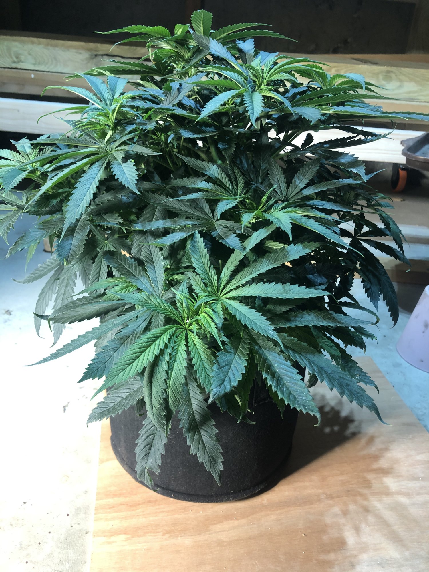 Is my first indoor grow look ok so far 2