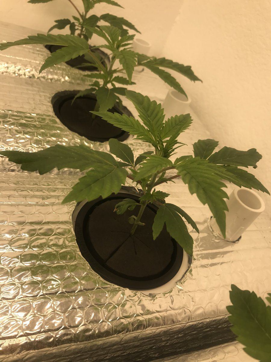 Is my growroom cursed plants stop eating 11
