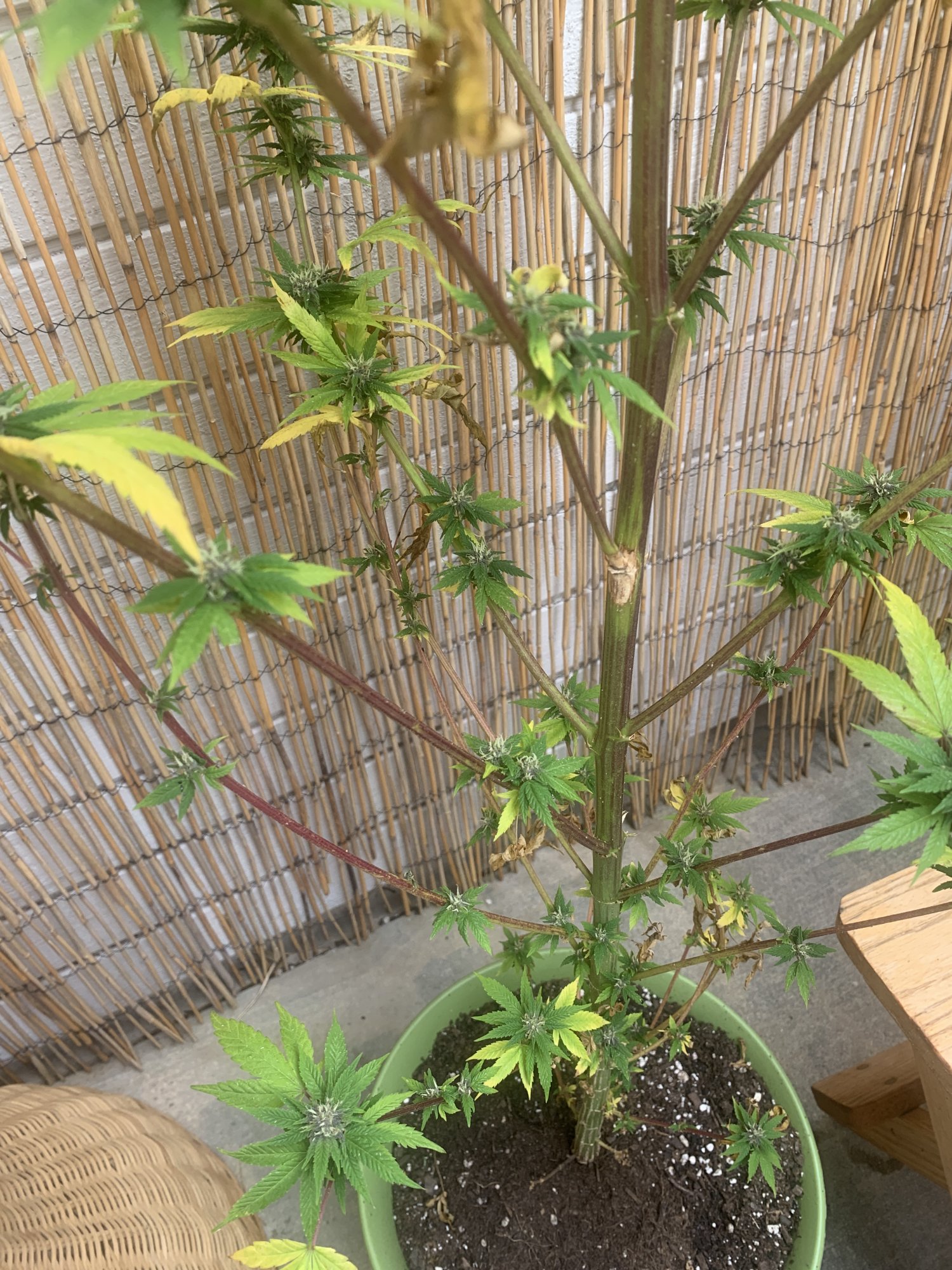 Is my outdoor plant dying 2