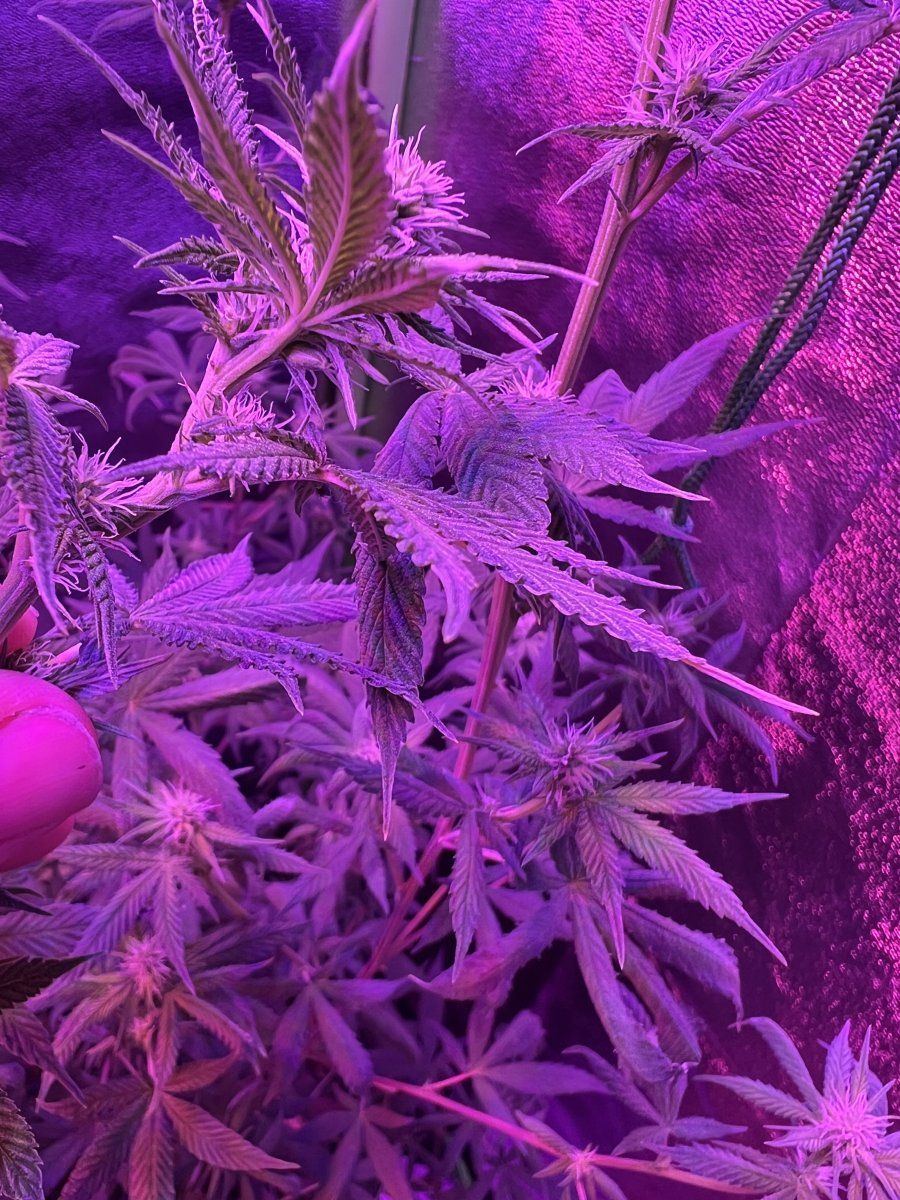 Is my plant a hermie