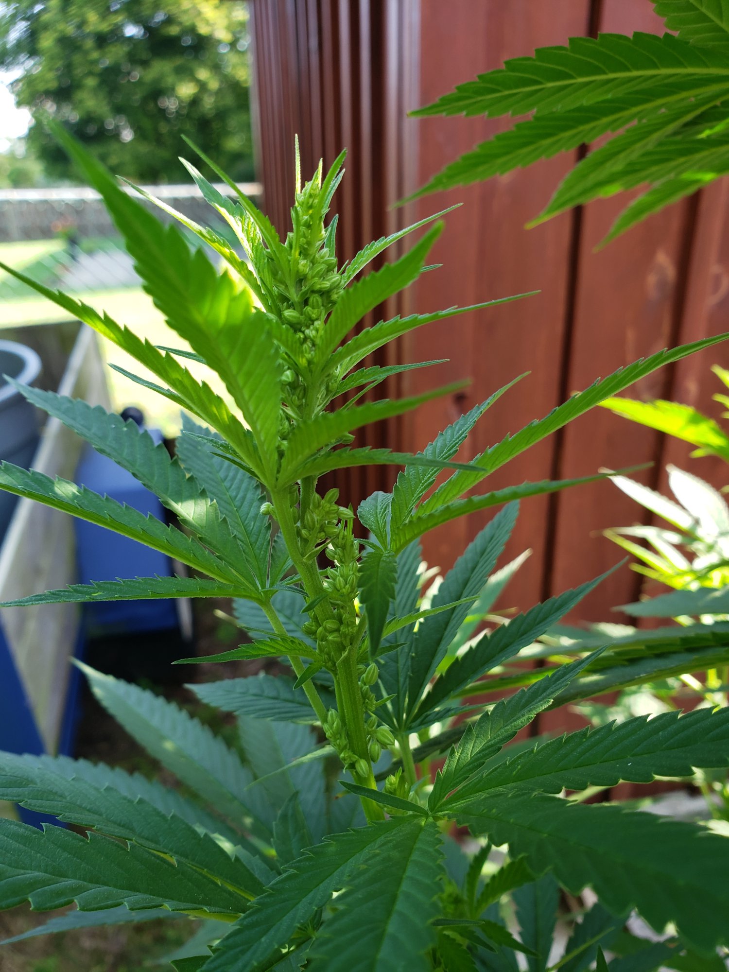 Is my plant a hermie
