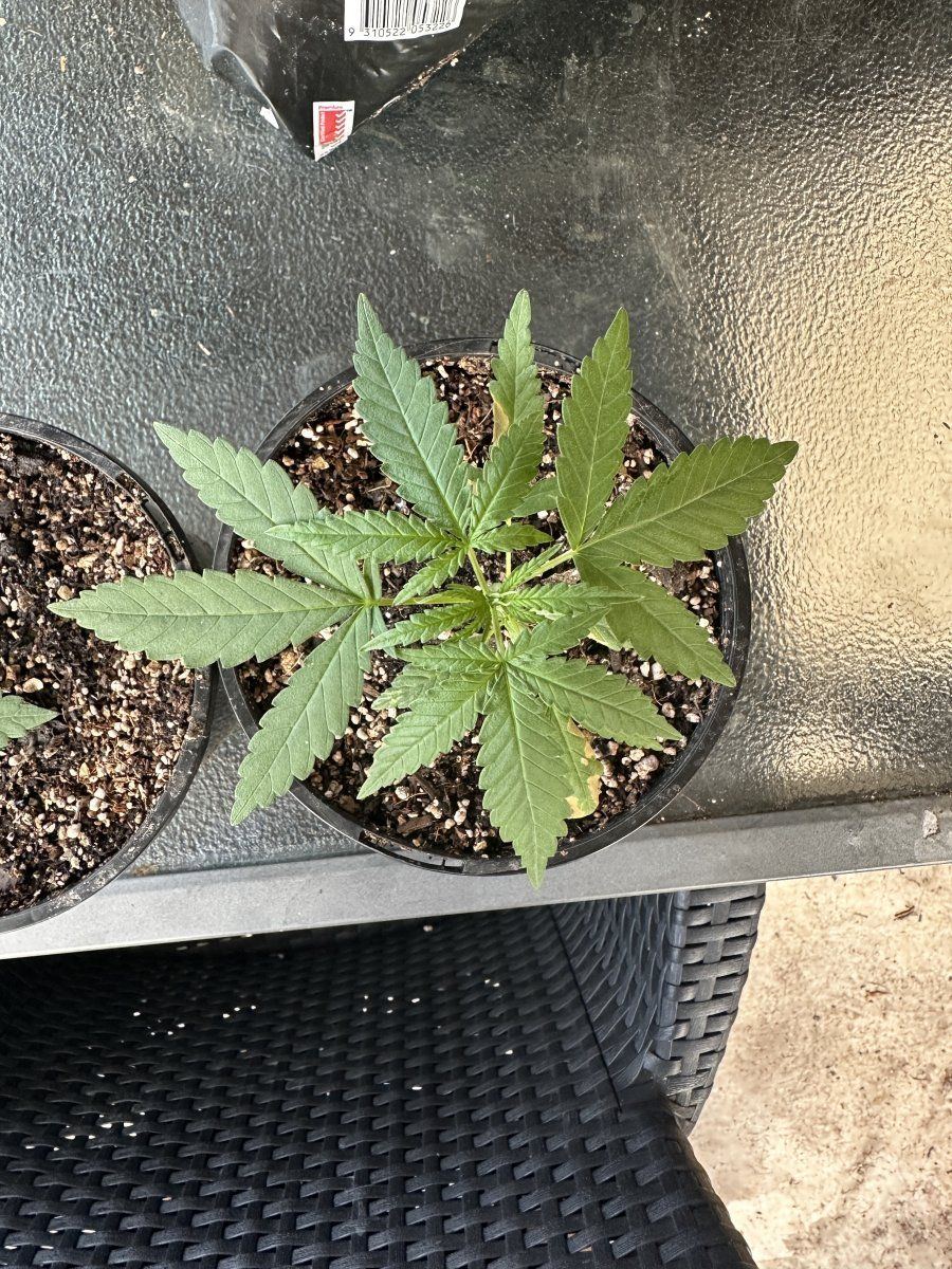 Is my plant a ruderalis 2