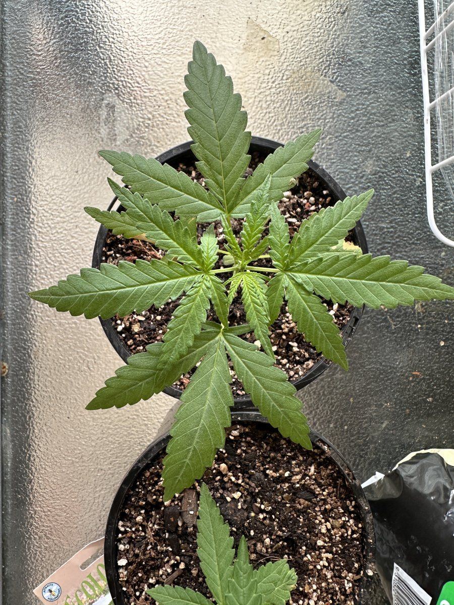 Is my plant a ruderalis 2