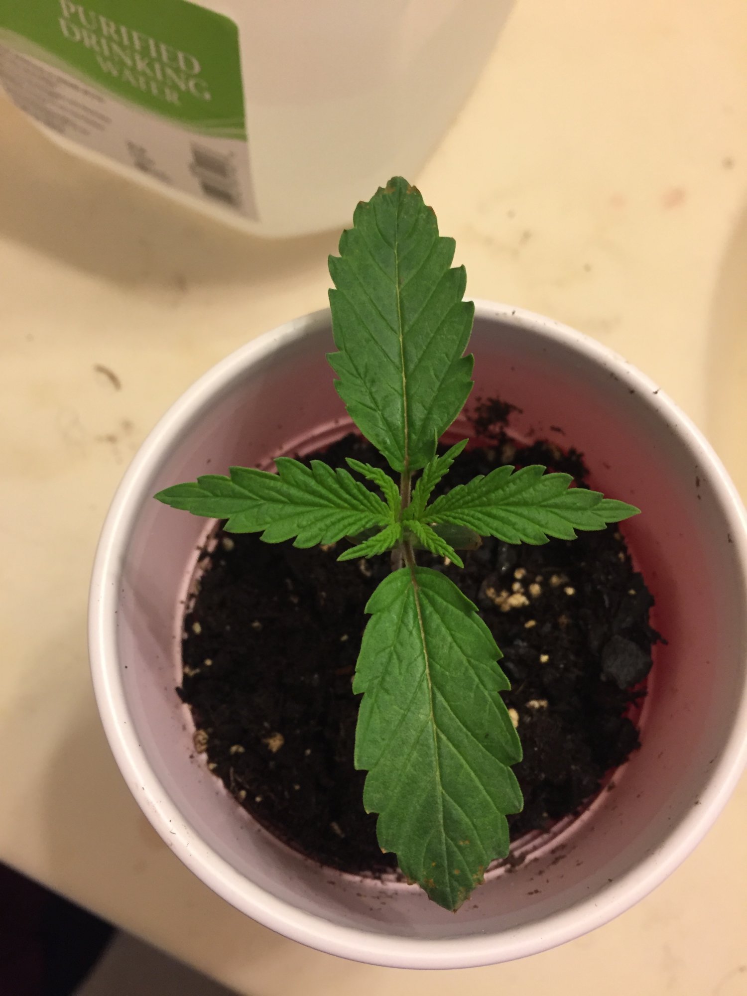 Is my plant healthy