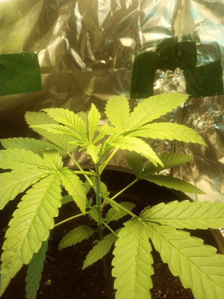 Is my plant looks like it prgressing well 2