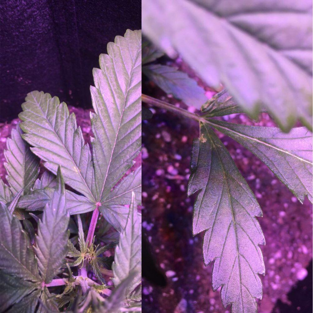 Is my plant ruined