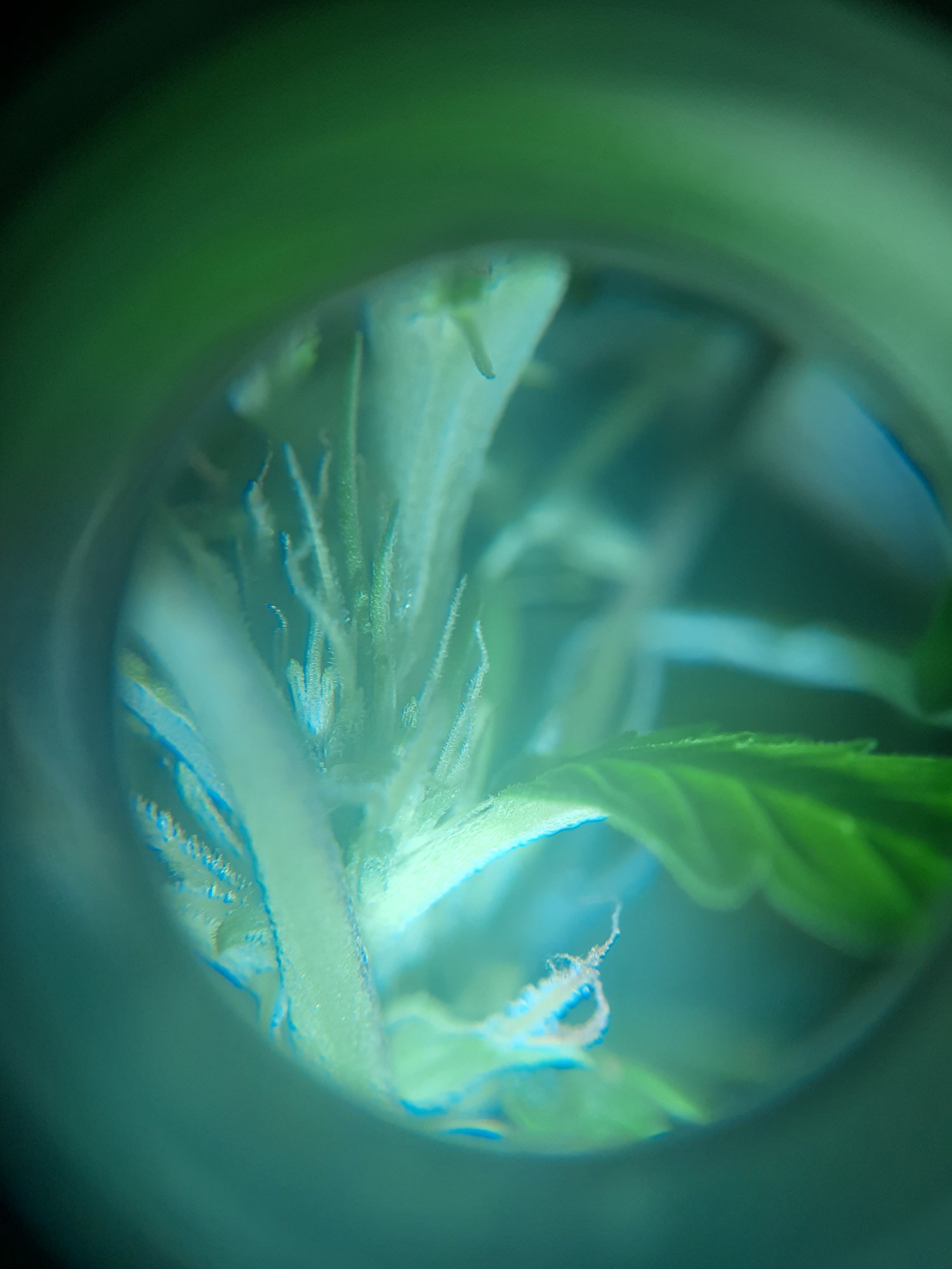 Is my plant starting into its flowering stage 5