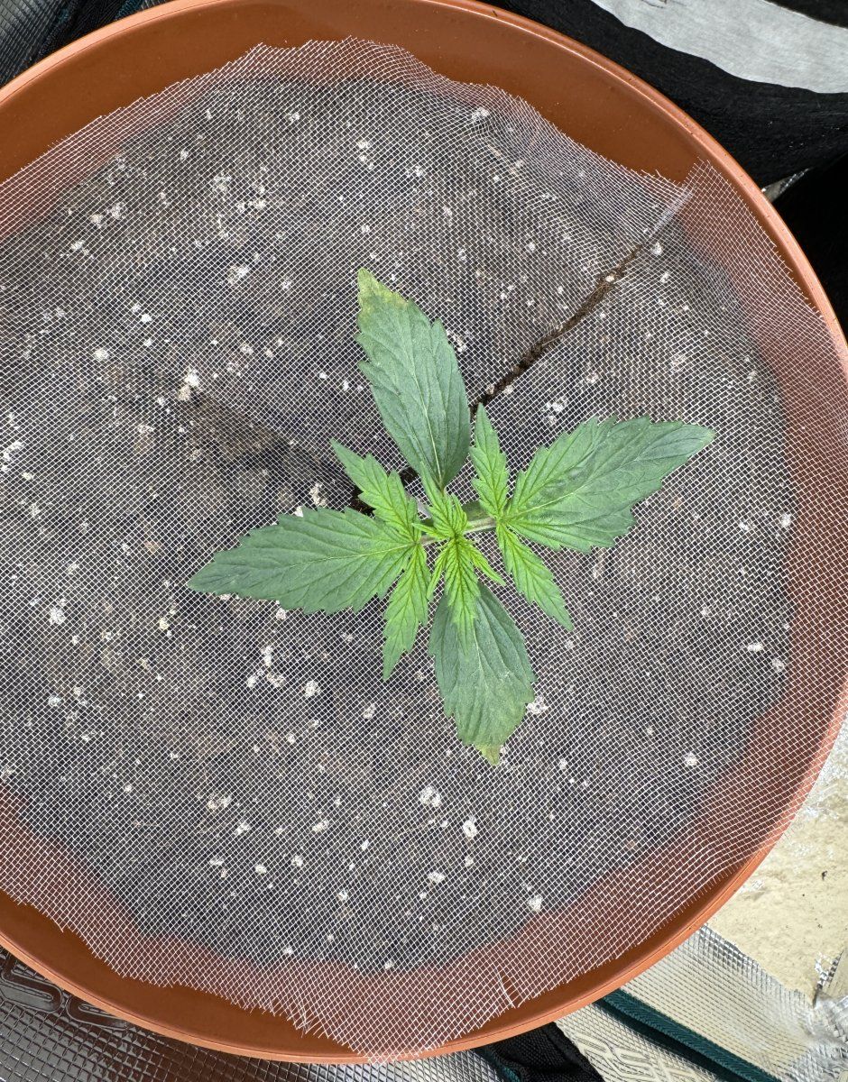 Is my seedling dying please help
