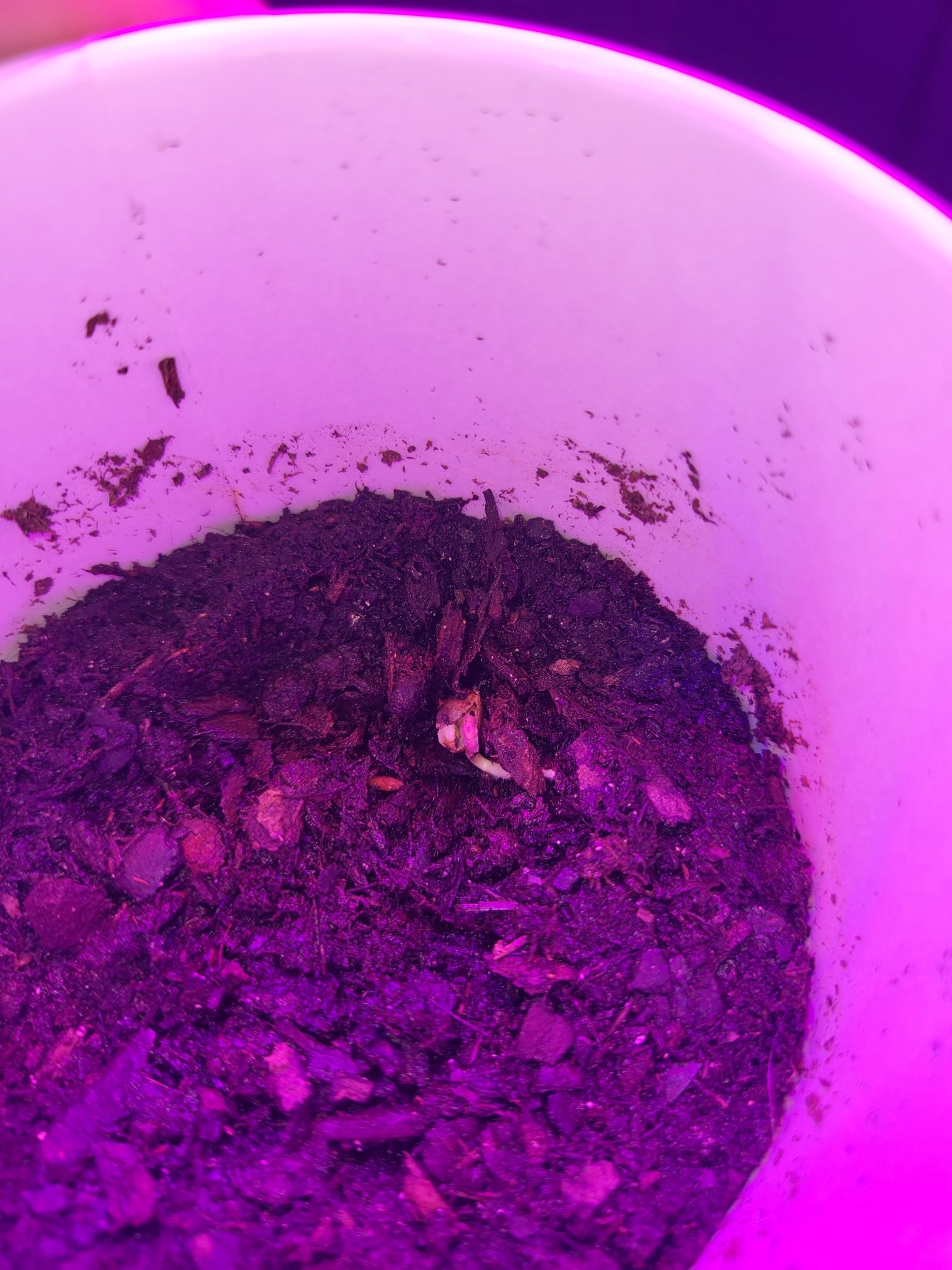 Is my seedling growing fine