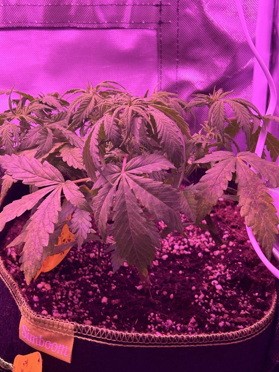 Is she dying first time here