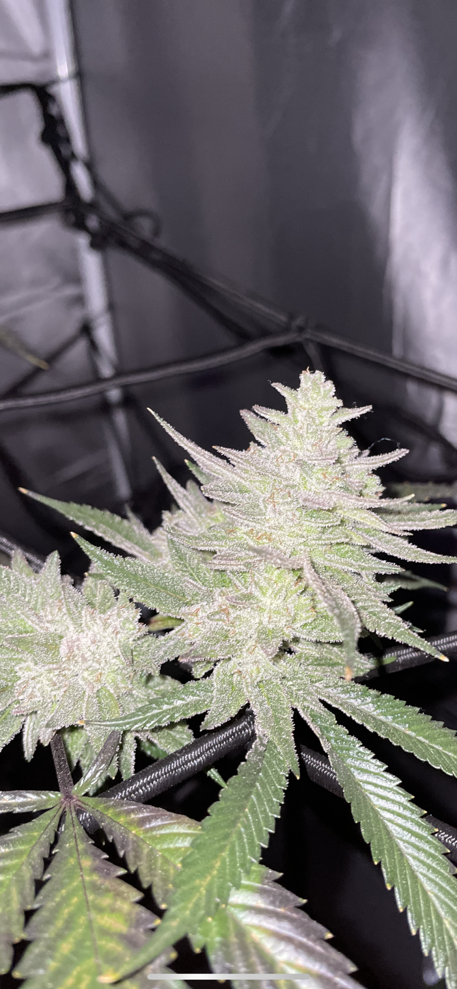 Is she ready excuse the insane frost 4