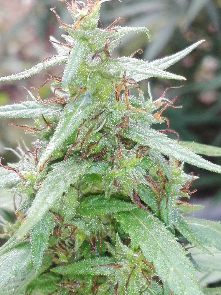 Is she ready for harvest 2