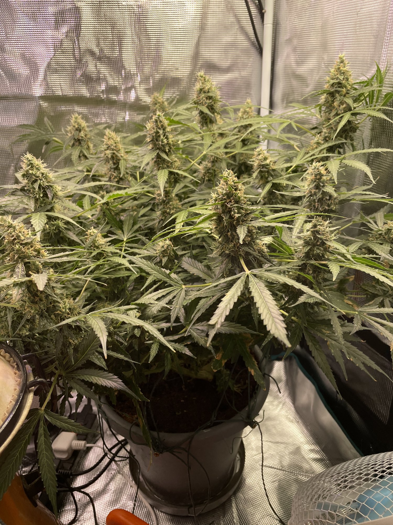 Is she ready for harvest 3