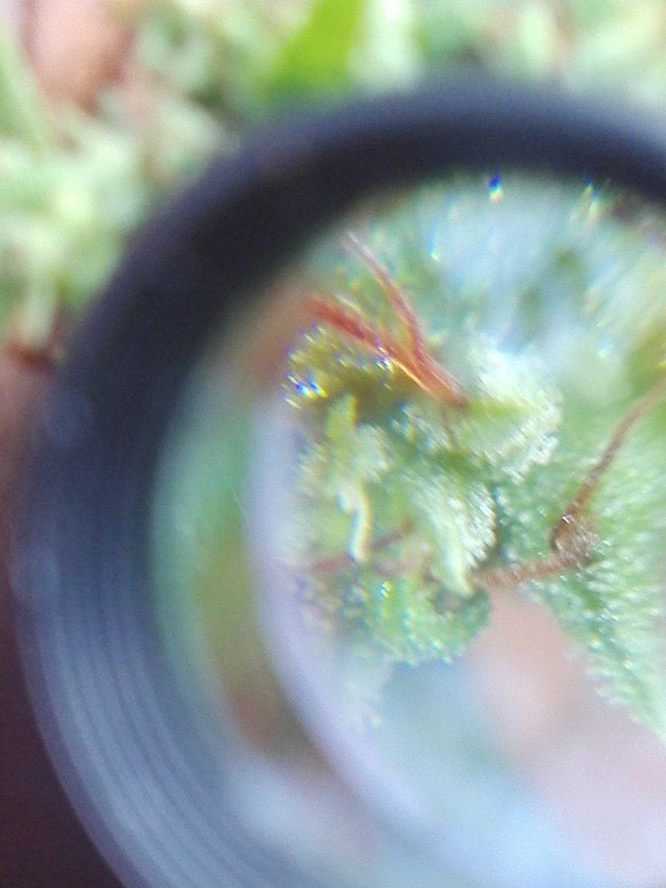 Is she ready for harvest 4
