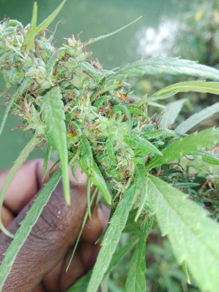 Is she ready for harvest 5