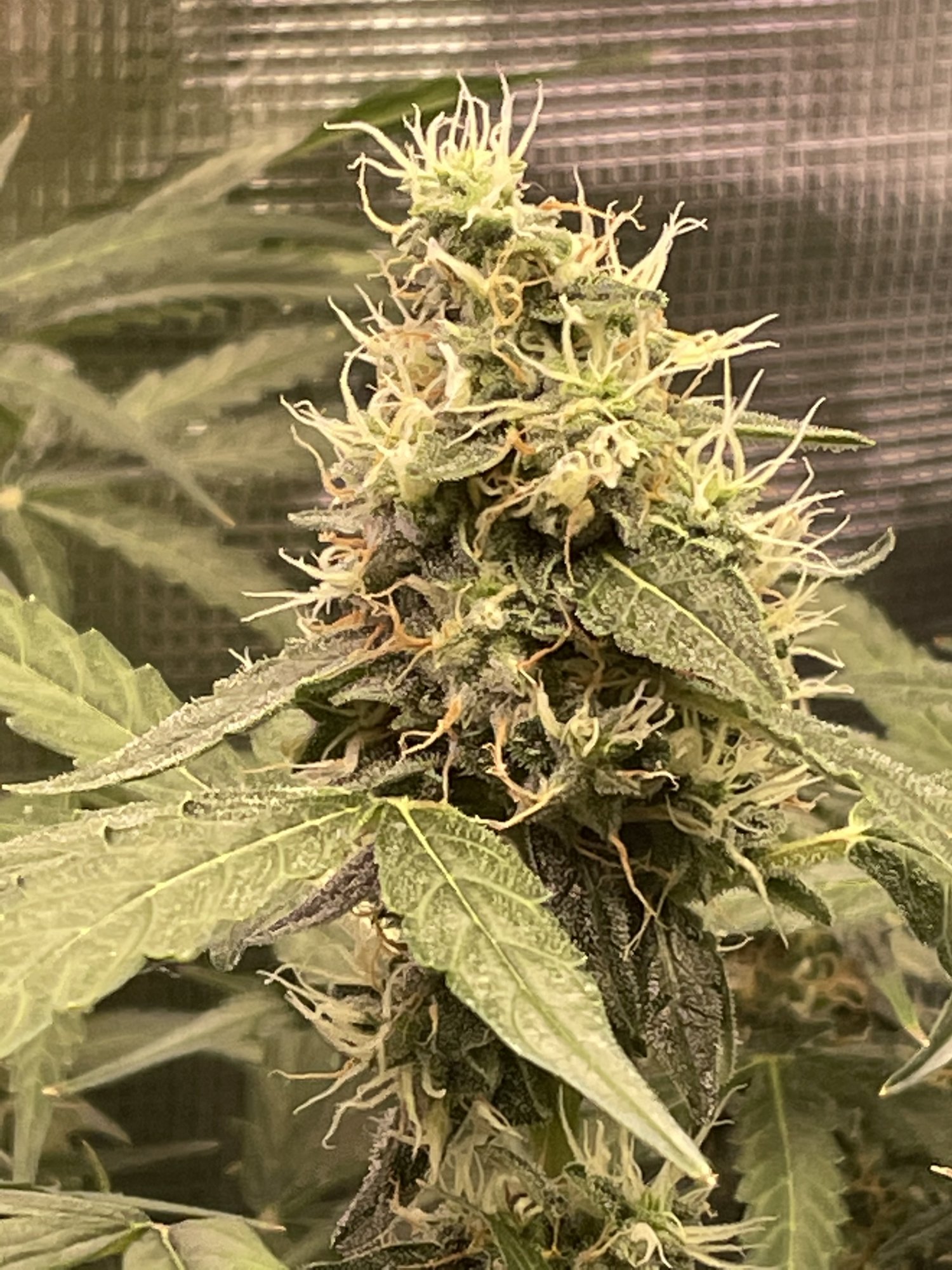 Is she ready for harvest 6