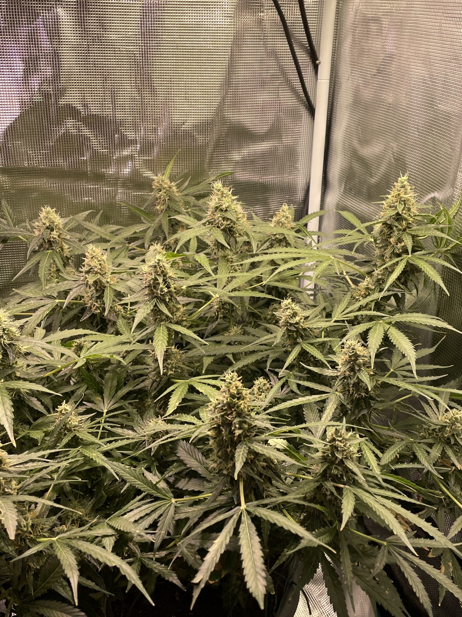 Is she ready for harvest 7
