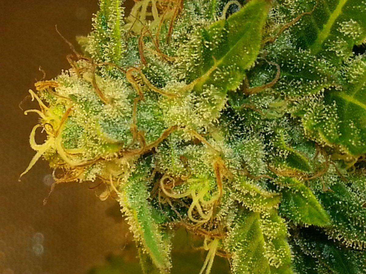 Is she ready for harvest your opinion please