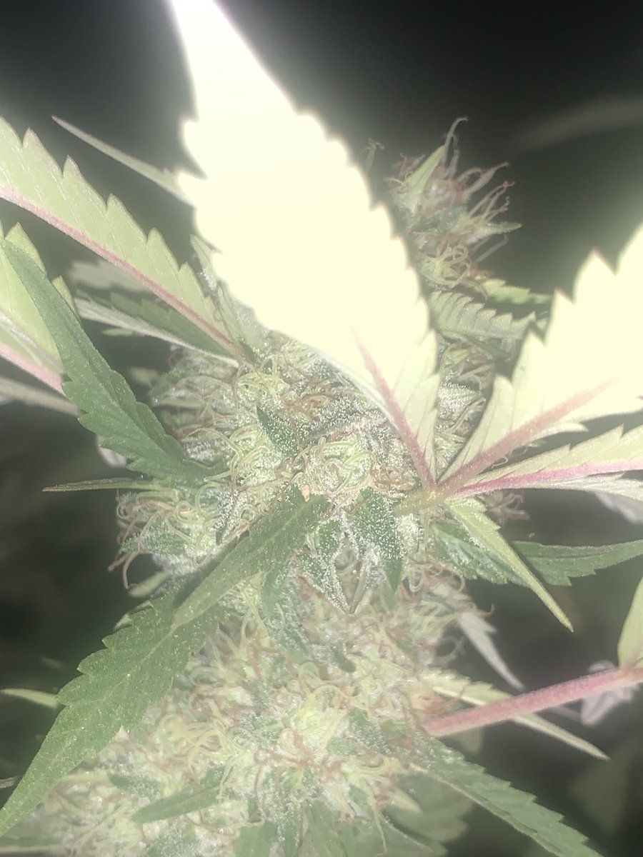 Is she ready lol new to this 3