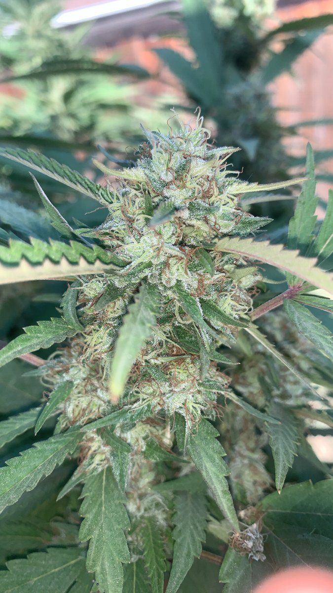 Is she ready lol new to this 4