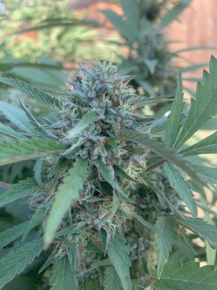 Is she ready lol new to this 5