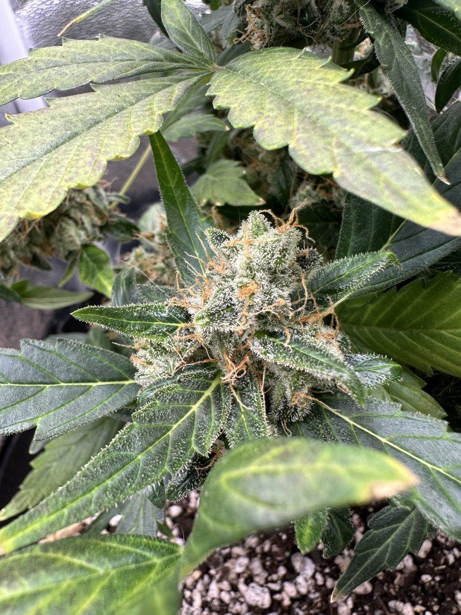Is she ready to harvest tips for drying 5