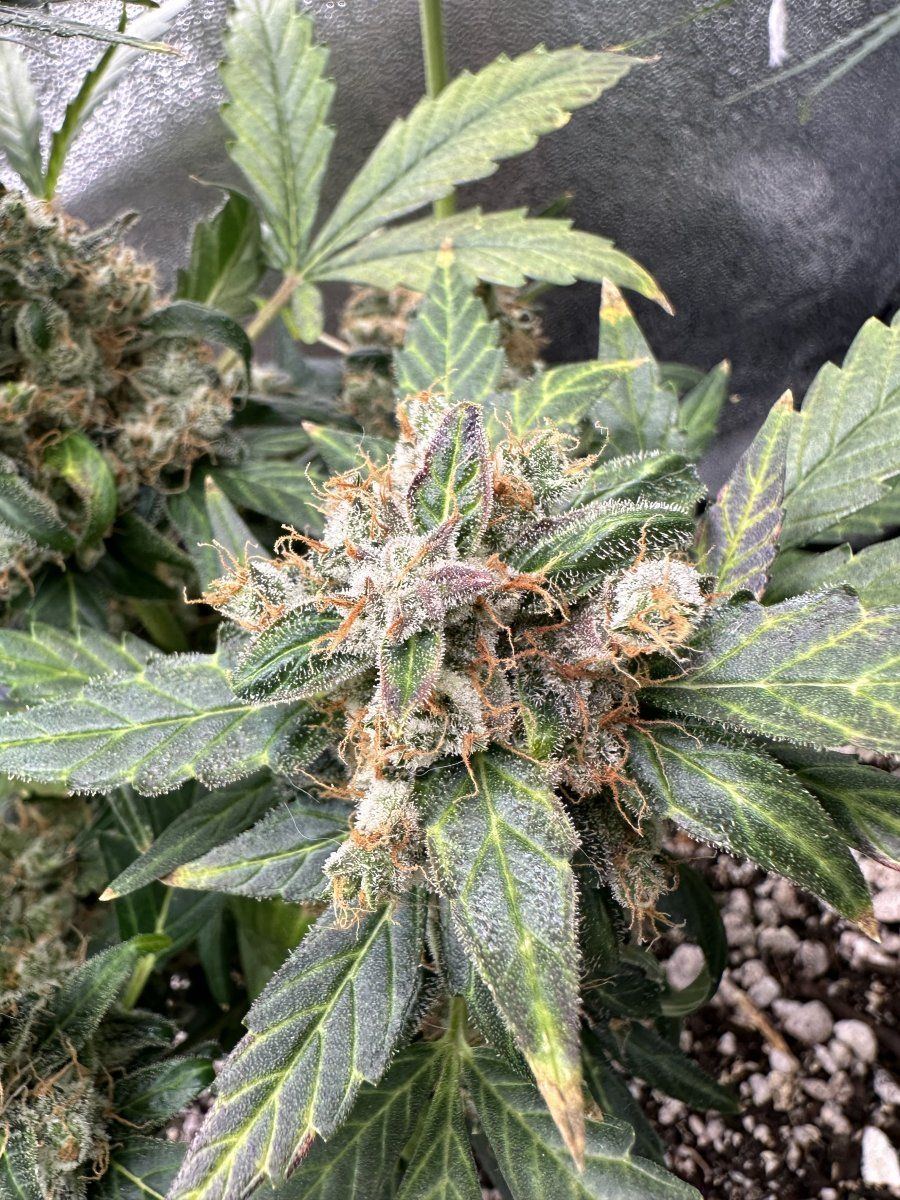Is she ready to harvest tips for drying