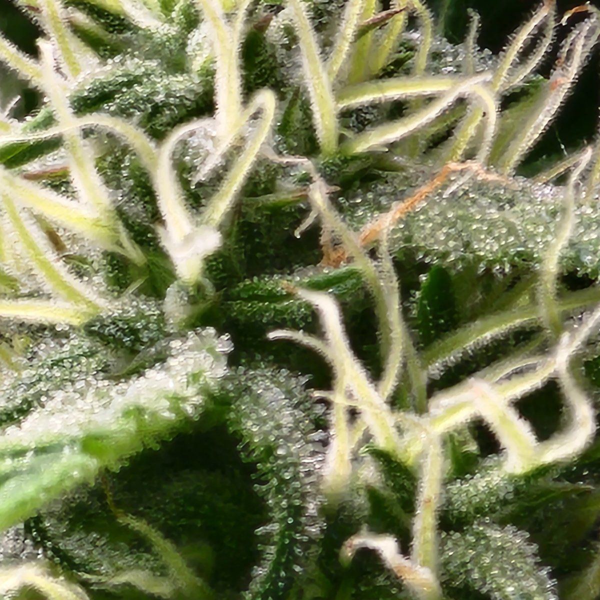 Is she ripe for the picking 4