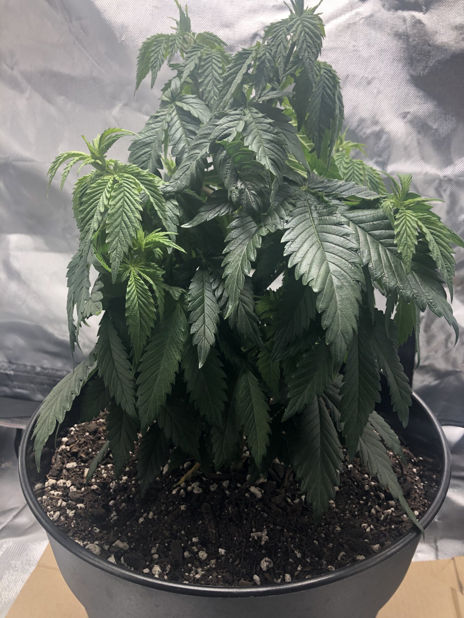 www.thcfarmer.com