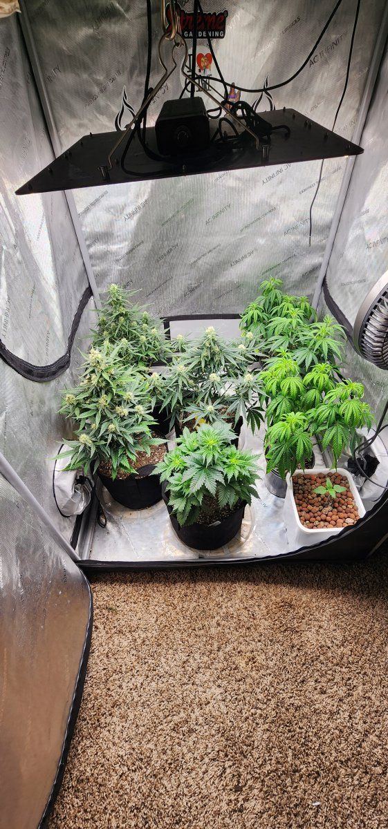 Is taking clones from a weaker plant a bad idea
