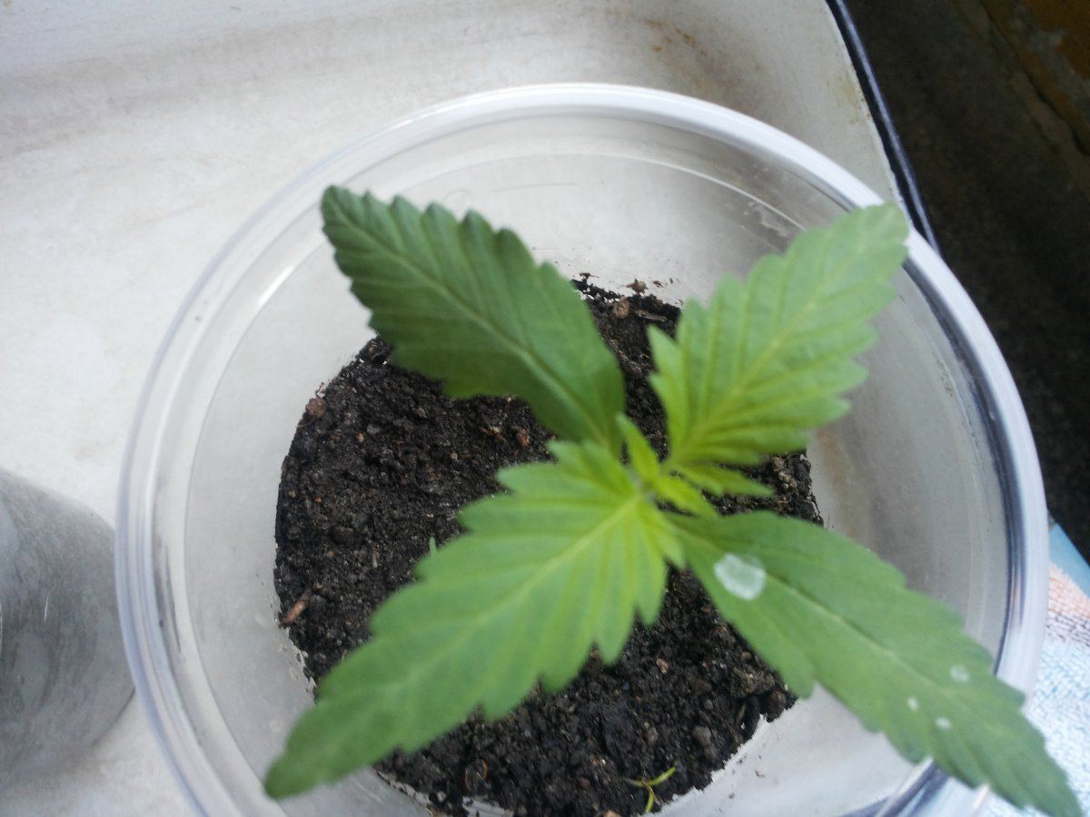 Is that a nutrient deficiency or high or low ph little help please  thanks 3