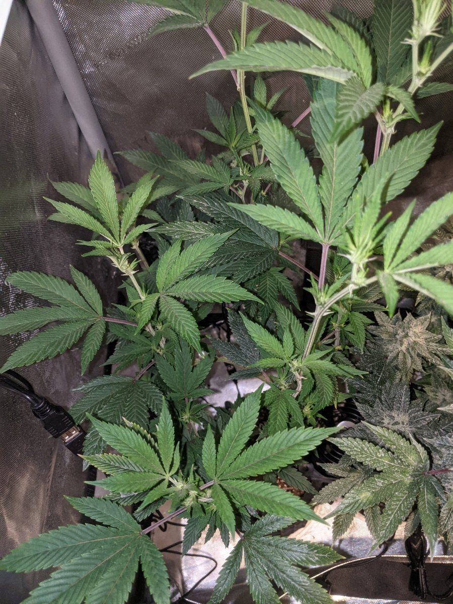 Is the gmo cookies clone from dark heart nursery authentic 5