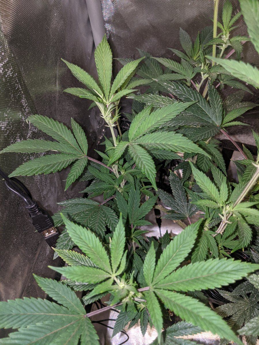 Is the gmo cookies clone from dark heart nursery authentic 6