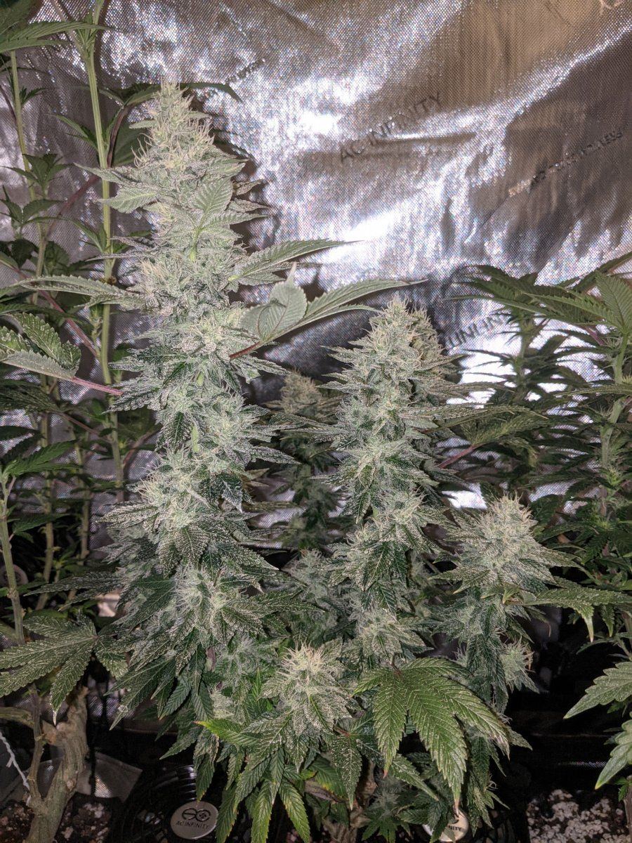 Is the gmo cookies clone from dark heart nursery authentic