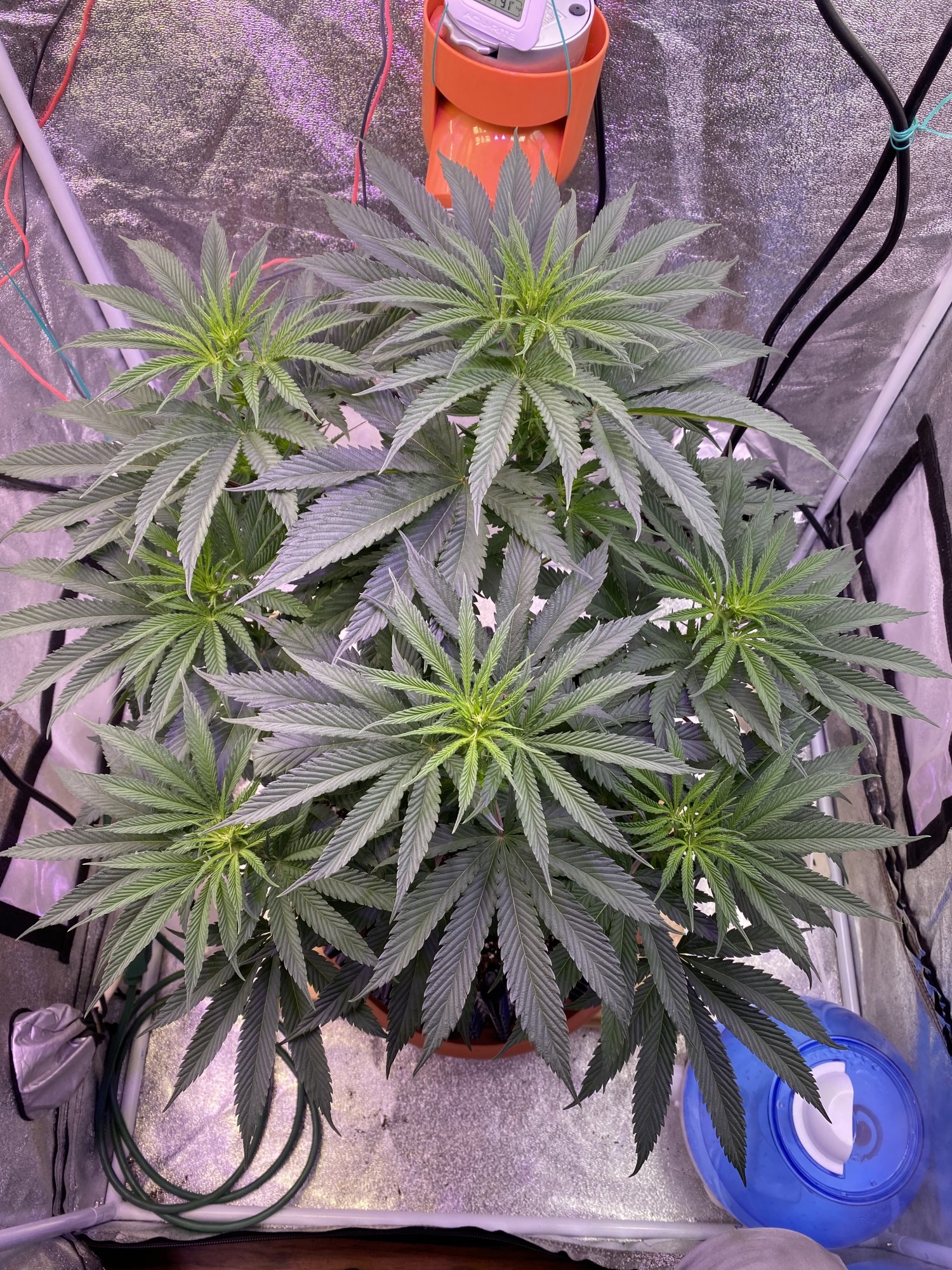 Is the light green bud sites normal 3